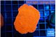 Montipora red cap 3-4 cm WYSIWYG acclimaté