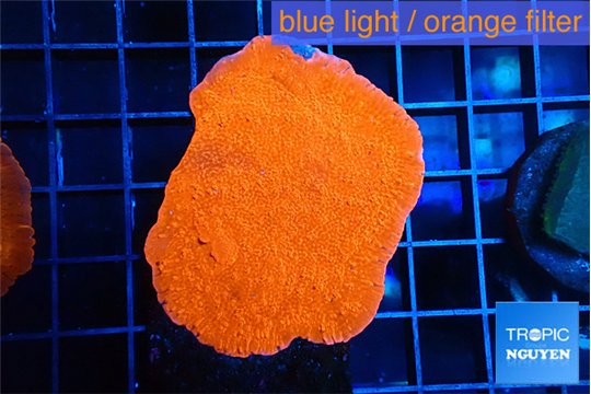 Montipora red cap 3-4 cm WYSIWYG acclimaté