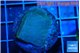 Montipora green & blue polyps 2-3 cm WYSIWYG acclimaté
