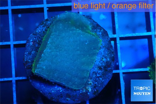 Montipora green & blue polyps 2-3 cm WYSIWYG acclimaté