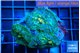 Ricordea yuma blue & golden spot 4 polyps WYSIWYG acclimaté