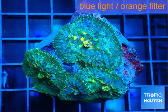 Ricordea yuma blue & golden spot 4 polyps WYSIWYG acclimaté