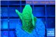 Pavona cactus green 2-3 cm WYSIWYG acclimaté