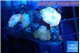Rhodactis nuclear 4 polyps WYSIWYG acclimaté