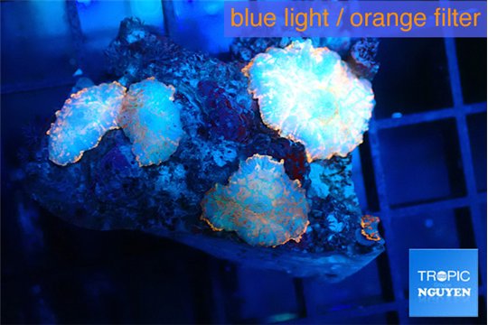 Rhodactis nuclear 4 polyps WYSIWYG acclimaté