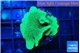 Pavona cactus green 3-4 cm WYSIWYG acclimaté