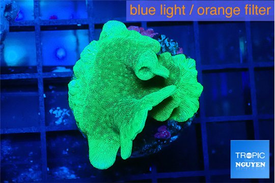 Pavona cactus green 3-4 cm WYSIWYG acclimaté