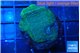 Montipora green & blue polyps 2-3 cm WYSIWYG acclimaté