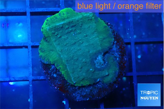 Montipora green & blue polyps 2-3 cm WYSIWYG acclimaté