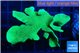 Pavona cactus green 6-8 cm WYSIWYG acclimaté