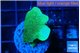 Pavona cactus green 2-3 cm WYSIWYG acclimaté