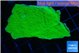 Montipora green cap 3-4 cm WYSIWYG acclimaté