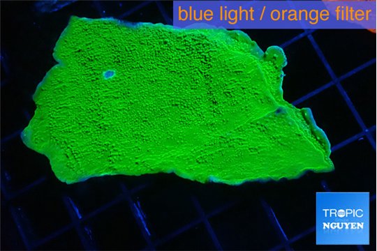 Montipora green cap 3-4 cm WYSIWYG acclimaté