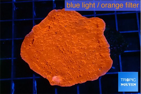 Montipora red cap 4-5 cm WYSIWYG acclimaté