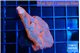 Montipora digittata bubble gum 3-4 cm WYSIWYG acclimaté