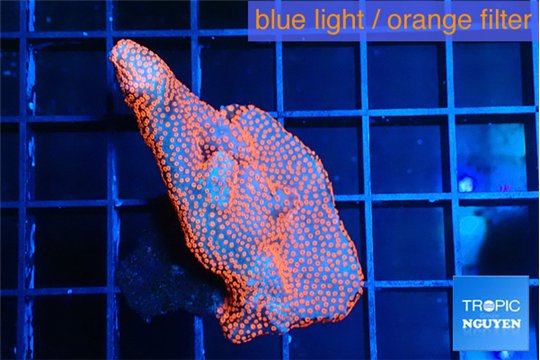 Montipora digittata bubble gum 3-4 cm WYSIWYG acclimaté