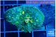 Rhodactis blue & golden spot 1 polyp WYSIWYG acclimaté