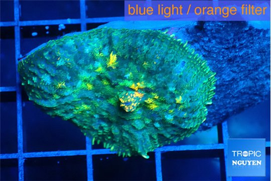 Rhodactis blue & golden spot 1 polyp WYSIWYG acclimaté
