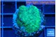 Favia green 2-3 cm WYSIWYG acclimaté