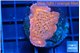Montipora death spiral 2-3 cm WYSIWYG acclimaté