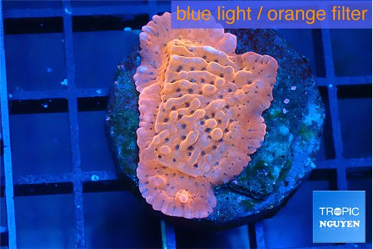 Montipora death spiral 2-3 cm WYSIWYG acclimaté