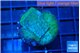 Montipora green & blue polyps 2-3 cm WYSIWYG acclimaté