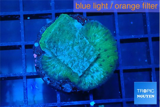 Montipora green & blue polyps 2-3 cm WYSIWYG acclimaté