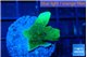 Pavona cactus green 2-3 cm WYSIWYG acclimaté