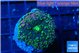 Ricordea yuma purple green 1 polyp WYSIWYG acclimaté