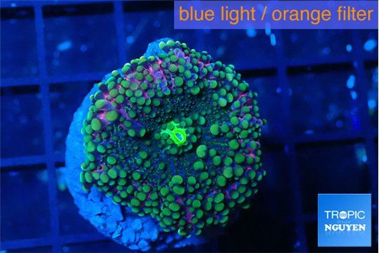 Ricordea yuma purple green 1 polyp WYSIWYG acclimaté