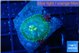Rhodactis green blue 1 polyp WYSIWYG acclimaté