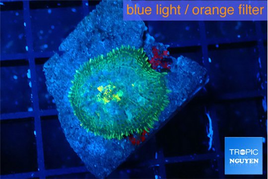 Rhodactis green blue 1 polyp WYSIWYG acclimaté