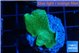 Pavona cactus green 3 cm WYSIWYG acclimaté