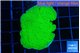 Montipora green cap 3-4 cm WYSIWYG acclimaté