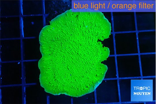 Montipora green cap 3-4 cm WYSIWYG acclimaté