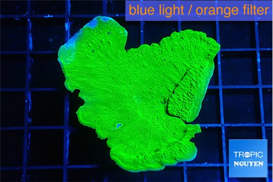 Montipora green cap 3-4 cm WYSIWYG acclimaté