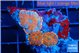 Rhodactis red blue superman 3 polyps WYSIWYG acclimaté
