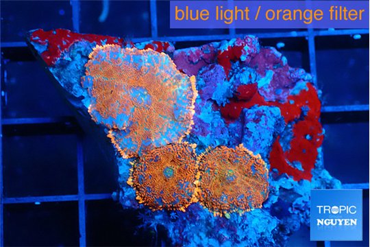 Rhodactis red blue superman 3 polyps WYSIWYG acclimaté