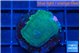 Montipora green & blue polyps 2-3 cm WYSIWYG acclimaté
