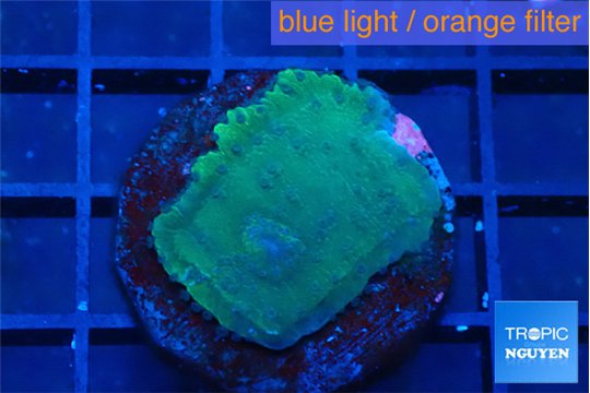 Montipora green & blue polyps 2-3 cm WYSIWYG acclimaté