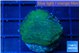 Montipora green & blue polyps 2-3 cm WYSIWYG acclimaté