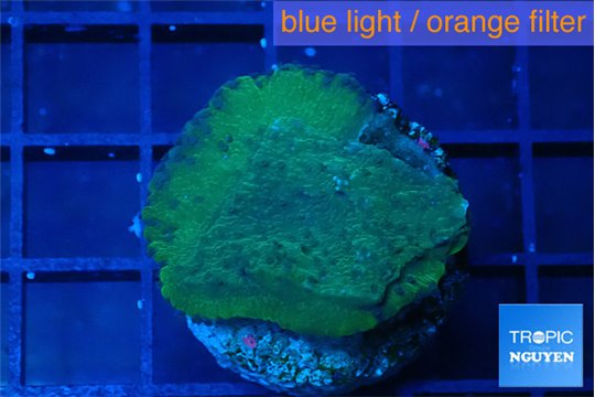 Montipora green & blue polyps 2-3 cm WYSIWYG acclimaté