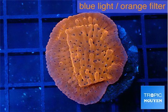 Montipora death spiral 2-3 cm WYSIWYG acclimaté