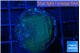 Montipora green & blue polyps 2-3 cm WYSIWYG acclimaté