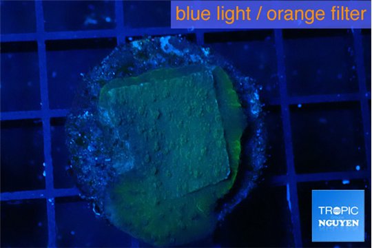 Montipora green & blue polyps 2-3 cm WYSIWYG acclimaté