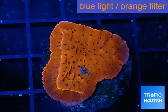 Montipora death spiral 2-3 cm WYSIWYG acclimaté
