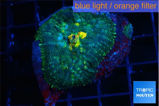 Rhodactis blue & golden spot 1 polyp WYSIWYG acclimaté