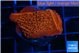 Montipora death spiral 3-4 cm WYSIWYG acclimaté