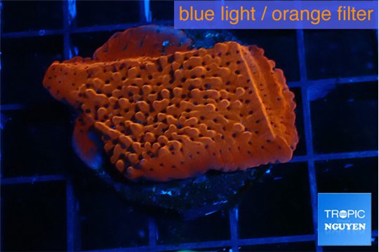 Montipora death spiral 3-4 cm WYSIWYG acclimaté