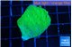 Montipora green cap 3-4 cm WYSIWYG acclimaté